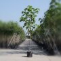 Paulownia tomentosa